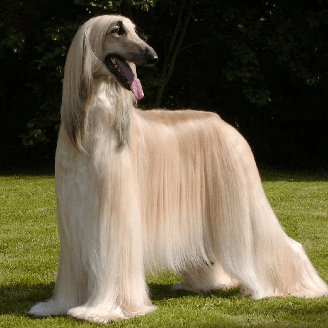 Afghan Hound: The Elegant and Independent Sighthound - All for Paws Pet